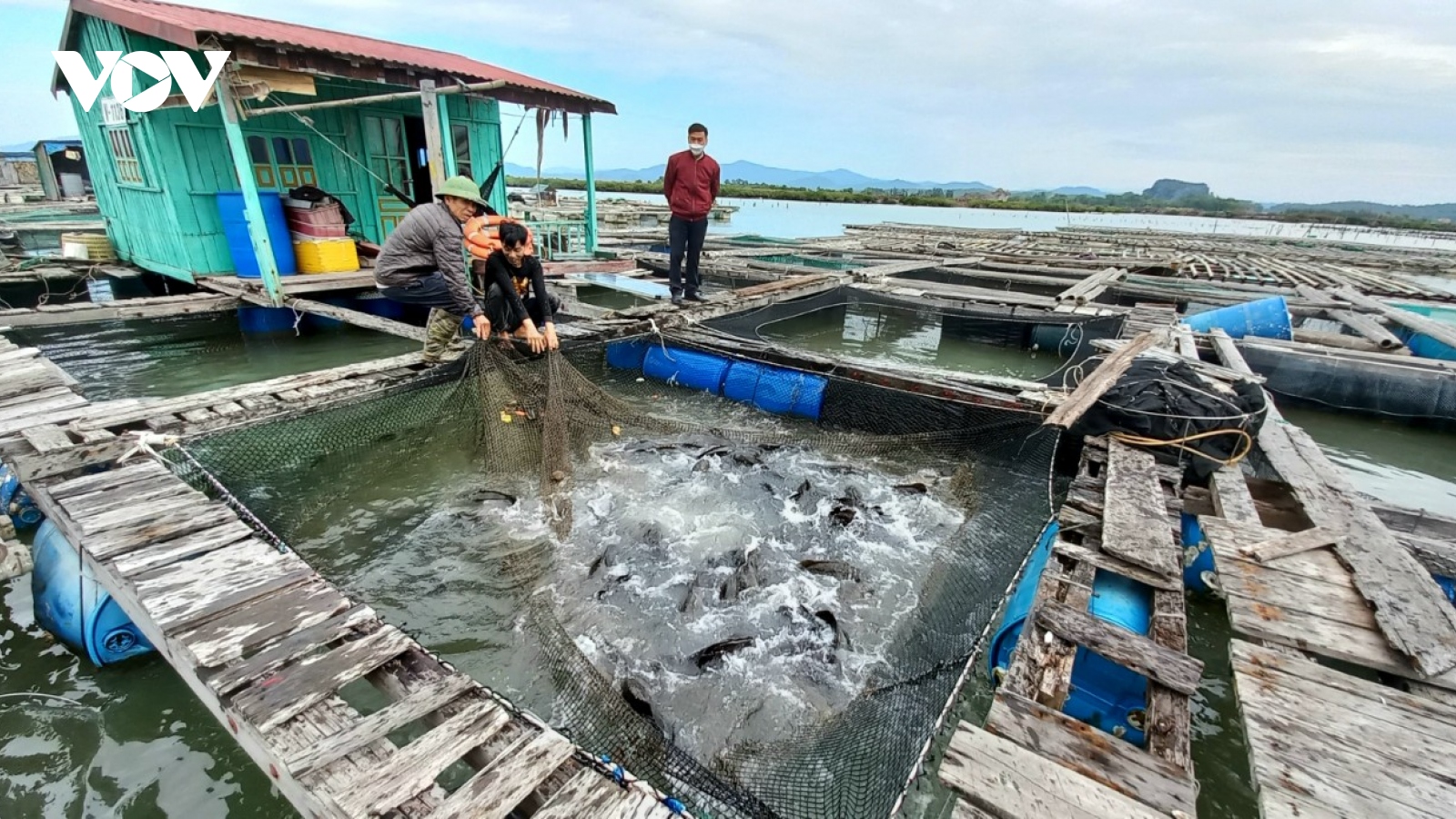 Hơn 1.000 tấn cá song ở Quảng Ninh cần hỗ trợ tiêu thụ dịp Tết Nguyên đán 2022